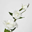 Lisianthus Spray White - Pack of 36