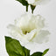 Lisianthus Spray White - Pack of 36