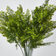 Maidenhair Fern Bush Green