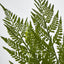 Fern Bush Green