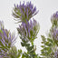 Thistle Bush x 5 Purple