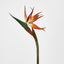 Bird of Paradise - Pack of 12