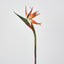 Bird of Paradise - Pack of 12