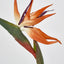 Bird of Paradise - Pack of 12