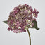 Lace Cap Hydrangea Purple - Pack of 12