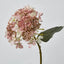 Lace Cap Hydrangea Pink