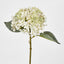 Lace Cap Hydrangea White