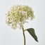 Lace Cap Hydrangea White