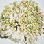 Lace Cap Hydrangea White