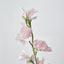 Sweetpea Light Pink - Pack of 36