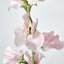 Sweetpea Light Pink - Pack of 36