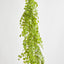 Button Hanging Fern - Pack of 24