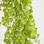Button Hanging Fern - Pack of 24