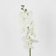 Moth Phalaenopsis Orchid Spray White - Pack of 12
