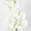 Moth Phalaenopsis Orchid Spray White - Pack of 12