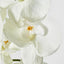 Moth Phalaenopsis Orchid Spray White - Pack of 12