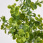 Eucalyptus Bush Green - Pack of 12