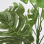 Monstera Bush