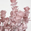 Eucalyptus Bush Pink - Pack of 24
