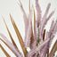 Pampas Grass Bush Purple