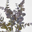 Eucalyptus Bush Purple - Pack of 24