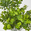 Mini Baby Eucalyptus Bush Green - Pack of 24