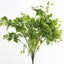 Ruscus Bush Green