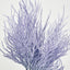 Pampas Grass Bush Purple