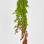 Hanging Eucalyptus Green Red - Pack of 24
