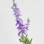 Delphinium 85cm Light Purple