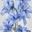 Delphinium 85cm Blue - Pack of 12