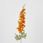 Delphinium 85cm Orange - Pack of 12