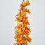 Delphinium 85cm Orange - Pack of 12