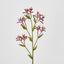Kangaroo Paw Spray Red - Pack of 24