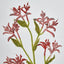 Kangaroo Paw Spray Red - Pack of 24