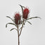 Red Banksia Spray