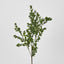 Boxwood Bush Spray Light Green