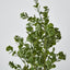 Boxwood Bush Spray Light Green