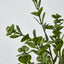 Boxwood Bush Spray Light Green