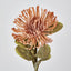 Leucospermum Pink - Pack of 12