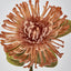 Leucospermum Pink - Pack of 12