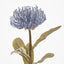 Leucospermum Blue - Pack of 12