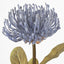 Leucospermum Blue - Pack of 12