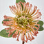 Leucospermum Orange - Pack of 12