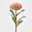 Leucospermum Orange - Pack of 12
