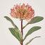Leucospermum Orange - Pack of 12