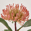 Leucospermum Orange - Pack of 12