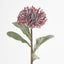 Leucospermum Red - Pack of 12