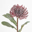 Leucospermum Red - Pack of 12