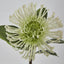 Leucospermum White - Pack of 12